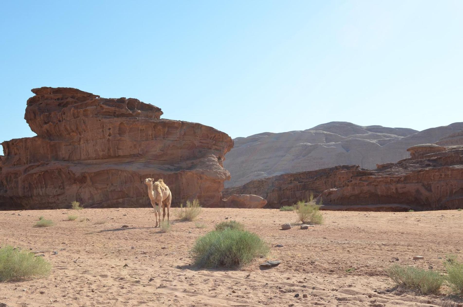 Wadi Rum Mundo Camp 亚喀巴 外观 照片
